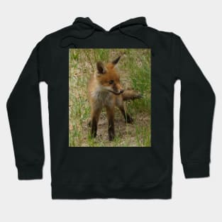 Fox Cub - Magpie Springs - Adelaide Hills Wine Region - Fleurieu Peninsula - South Australia Hoodie